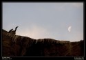 I was observing the droppings of the Long Billed vulture just below the rock and when I saw just above my head the evening moon was nicely beside the bird. Struggled a bit to get the exposure right as I was having a non-DSLR and finally got this image.

Made with Olympus SP500UZ