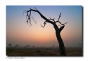 The colors are pleasing but the dead tree is speaking! 
Human deeds if continued in the same way would certainly make this beautiful blue planet - a dead barren land with only carcasses and dead trees!
Hope he wakes up soon!

Bharatpur, India
Nov 2008
D80, 12-24